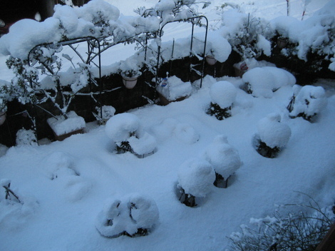 ぶんぶんバラ園