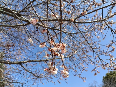 自然写真探検クラブ🗺️🌱📸
