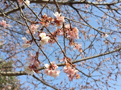自然写真探検クラブ🗺️🌱📸