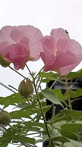 ごはん行こっか！外食トーク