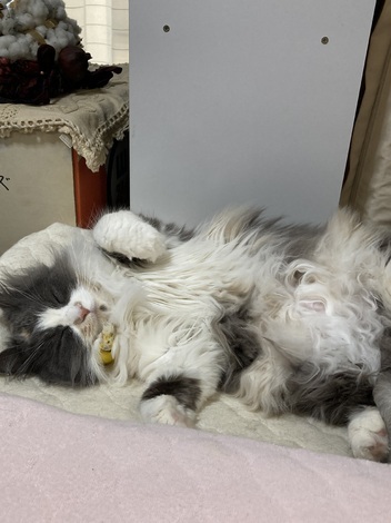 わんにゃん おしゃべりカフェ by ペットライン