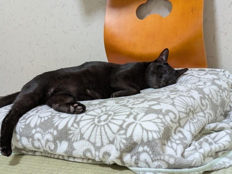 わんにゃん おしゃべりカフェ by ペットライン