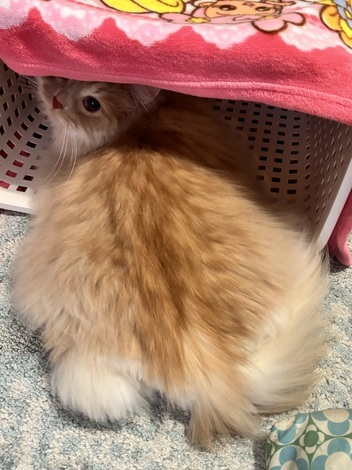 わんにゃん おしゃべりカフェ by ペットライン