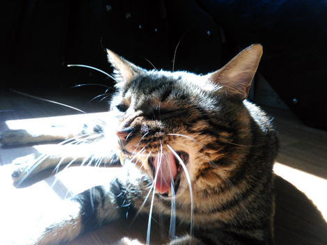 わんにゃん おしゃべりカフェ by ペットライン