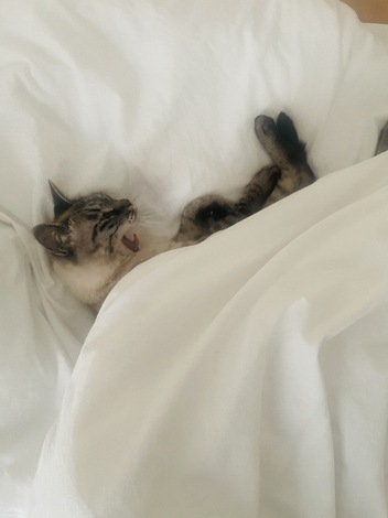 わんにゃん おしゃべりカフェ by ペットライン