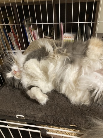 わんにゃん おしゃべりカフェ by ペットライン