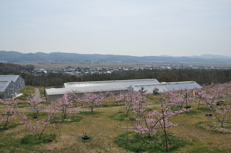 季節と風景と花。