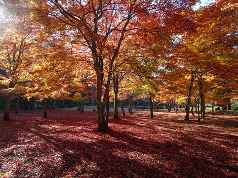 北海道りろかる