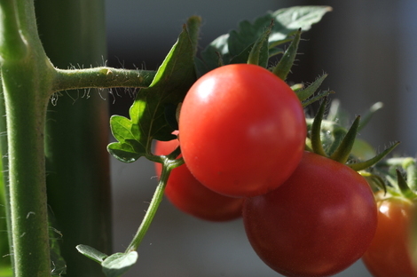 季節の移ろい、花と食彩で。