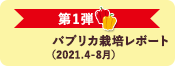 第1弾 パプリカ栽培レポート